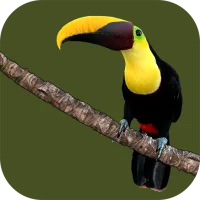 Animals of Costa Rica
